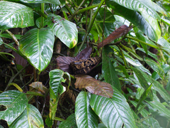 Bothrops punctatus