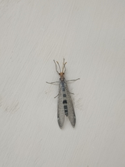Megistopus flavicornis