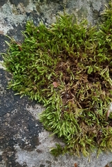 Cirriphyllum crassinervium
