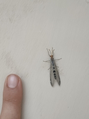 Megistopus flavicornis
