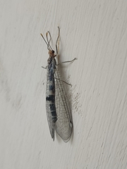 Megistopus flavicornis