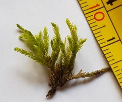 Cirriphyllum crassinervium