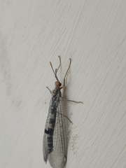 Megistopus flavicornis