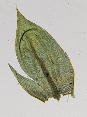 Cirriphyllum crassinervium