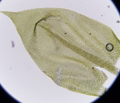 Cirriphyllum crassinervium