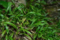 Pholidota cantonensis