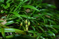 Pholidota cantonensis