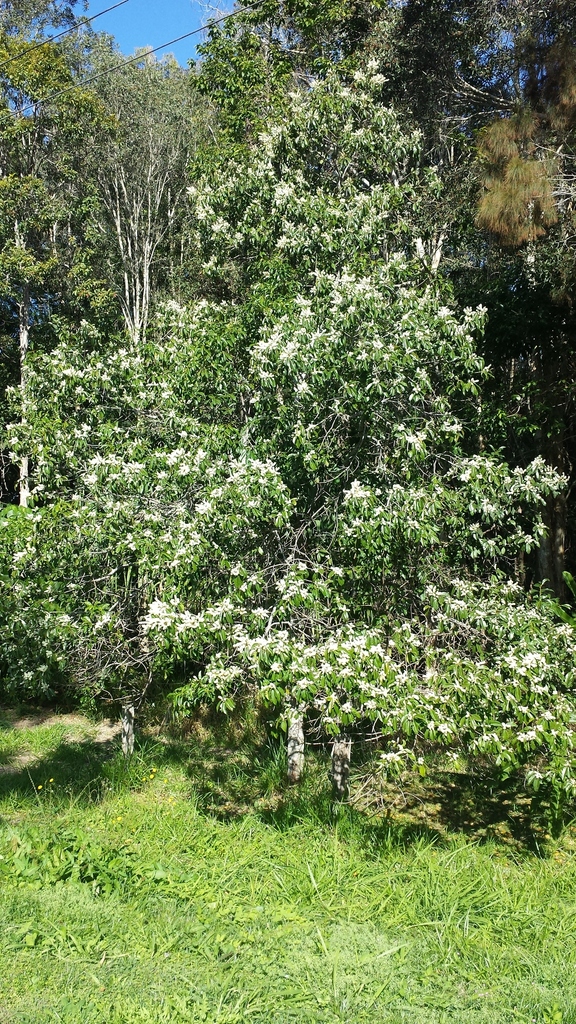 White Hazelwood