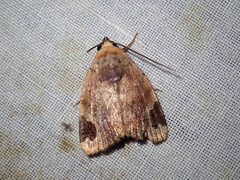 Dyrzela roseata