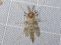 Tanypodinae