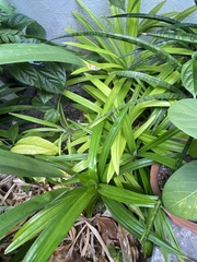 Pandanus amaryllifolius