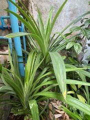 Pandanus amaryllifolius
