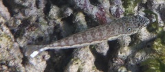 Parapercis clathrata