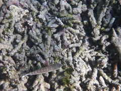 Parapercis clathrata