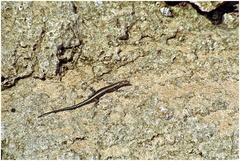 Cryptoblepharus africanus