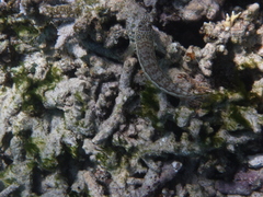 Parapercis clathrata