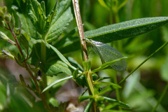 Chrysopa walkeri