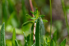 Chrysopa walkeri