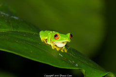 Agalychnis taylori
