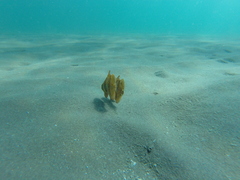 Pacific Spadefish photo 3