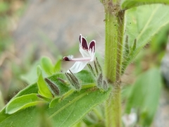 Andrographis echioides