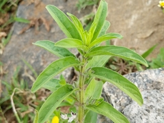 Andrographis echioides