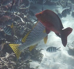 Plectorhinchus lineatus