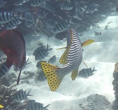 Plectorhinchus lineatus