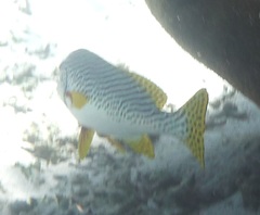 Plectorhinchus lineatus