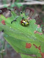 Chiridopsis bowringii