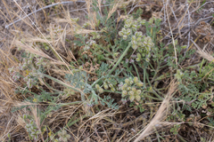 Daucus pumilus