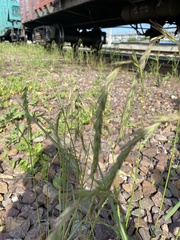 Elymus sibiricus