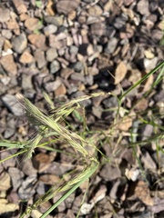Elymus sibiricus