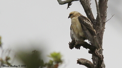 Buteo solitarius
