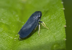 Limotettix anthracinus