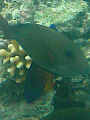 Centropyge bispinosa