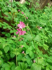 Silene dioica