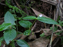 Impatiens minor