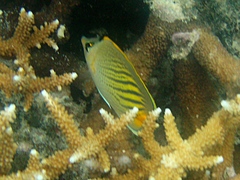 Chaetodon pelewensis