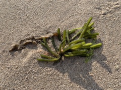 Codium fragile