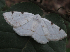 Lomographa bimaculata