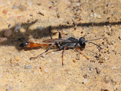 Ammophila laevicollis