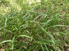 Diarrhena obovata