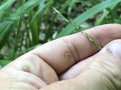 Diarrhena obovata