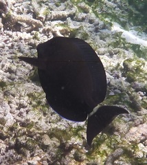 Acanthurus blochii