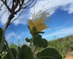 Abutilon cunninghamii