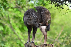 Chinese Goral photo 2