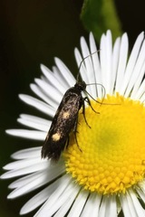 Parascythris muelleri