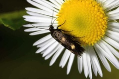 Parascythris muelleri