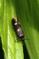 Parascythris muelleri